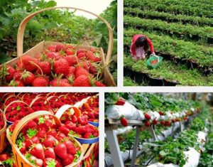 Kebun-Strawberry-Ciwidey