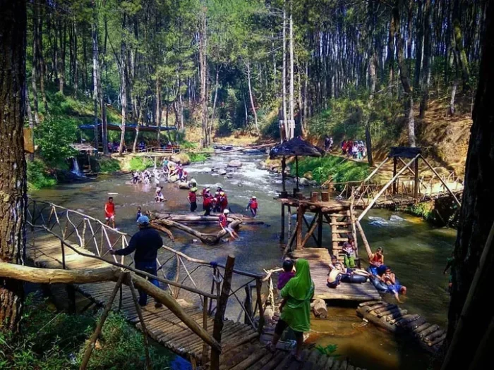 Hutan Pinus Rahong Pangalengan