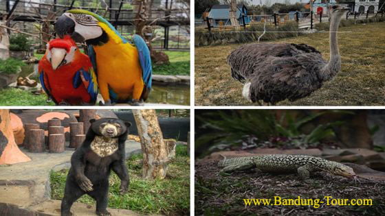 Koleksi Satwa di Lembang Park & Zoo Bandung