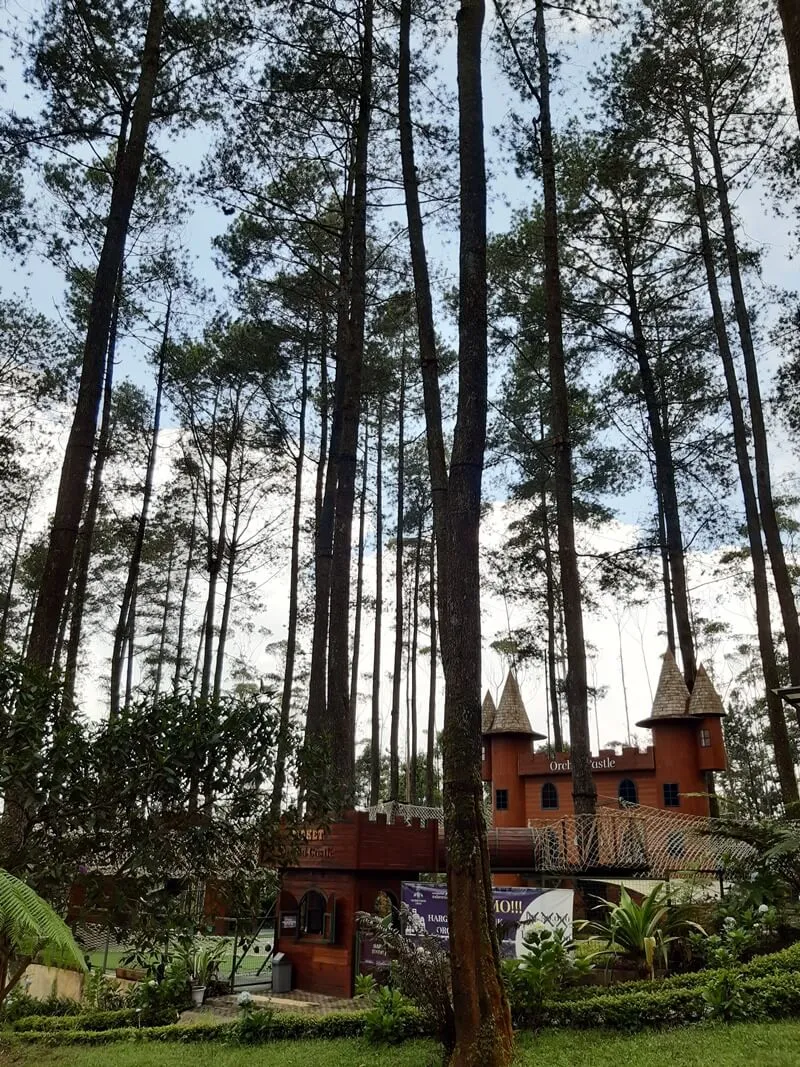 hutan pinus orchid forest