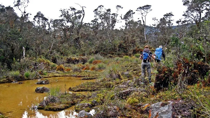 Carstensz Pyramid forest-papua